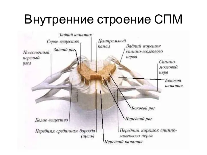 Внутренние строение СПМ