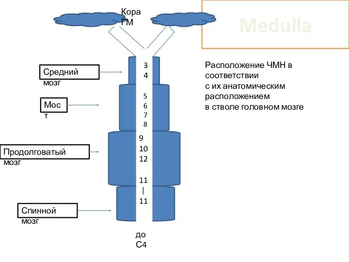 Medulla Средний мозг Мост Продолговатый мозг Спинной мозг 3 4 5 6 7