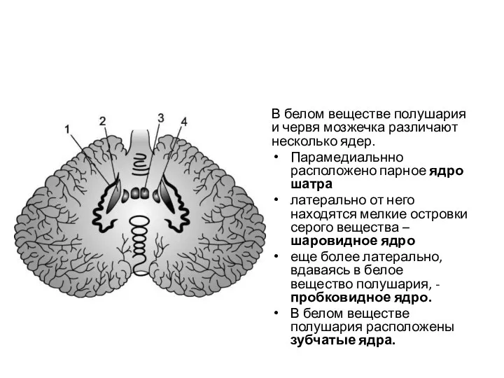 В белом веществе полушария и червя мозжечка различают несколько ядер. Парамедиальнно расположено парное