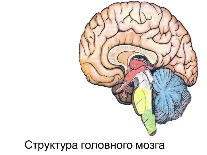 Структура головного мозга