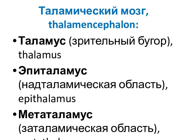 Таламический мозг, thalamencephalon: Таламус (зрительный бугор), thalamus Эпиталамус (надталамическая область), epithalamus Метаталамус (заталамическая область), metathalamus