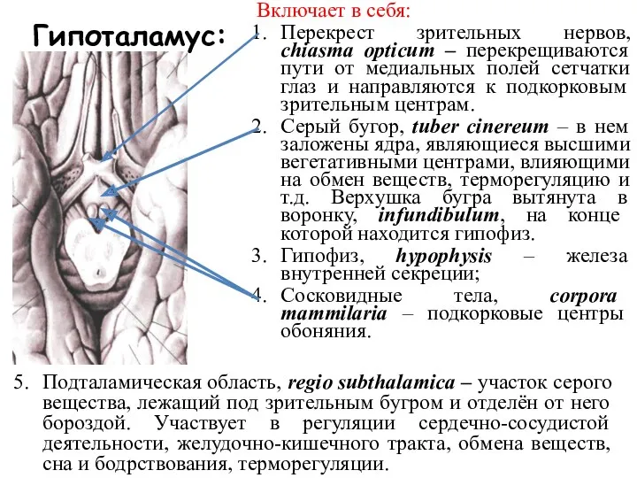Гипоталамус: Включает в себя: Перекрест зрительных нервов, chiasma opticum – перекрещиваются пути от
