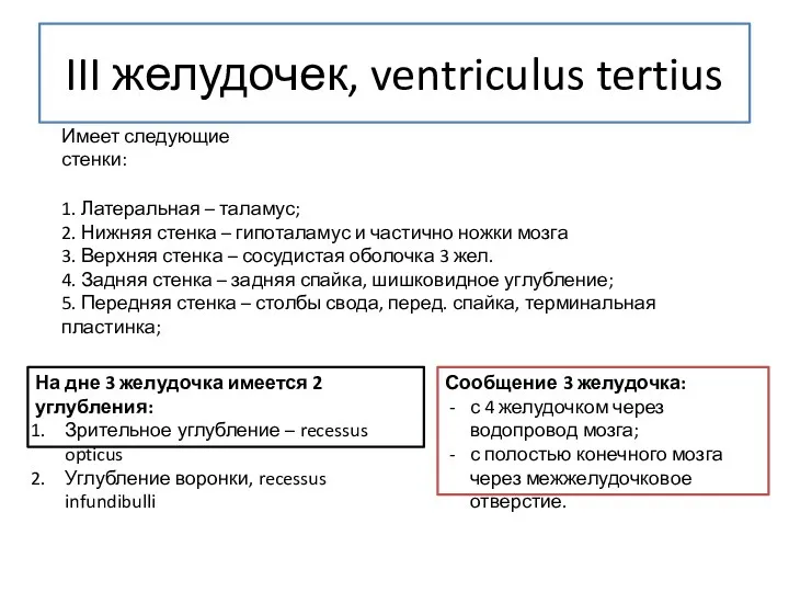 III желудочек, ventriculus tertius Имеет следующие стенки: 1. Латеральная – таламус; 2. Нижняя
