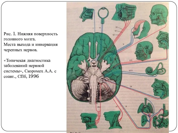 Рис. 1. Нижняя поверхность головного мозга. Места выхода и иннервация