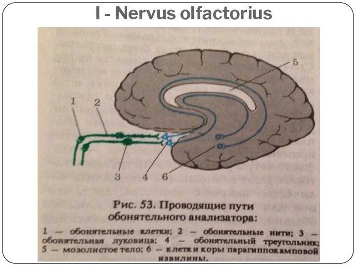 I - Nervus olfactorius