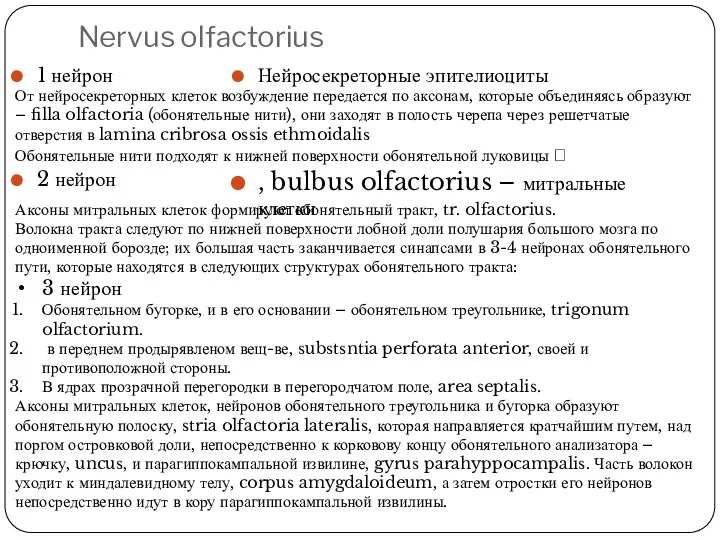Nervus olfactorius 1 нейрон 2 нейрон Нейросекреторные эпителиоциты , bulbus olfactorius – митральные