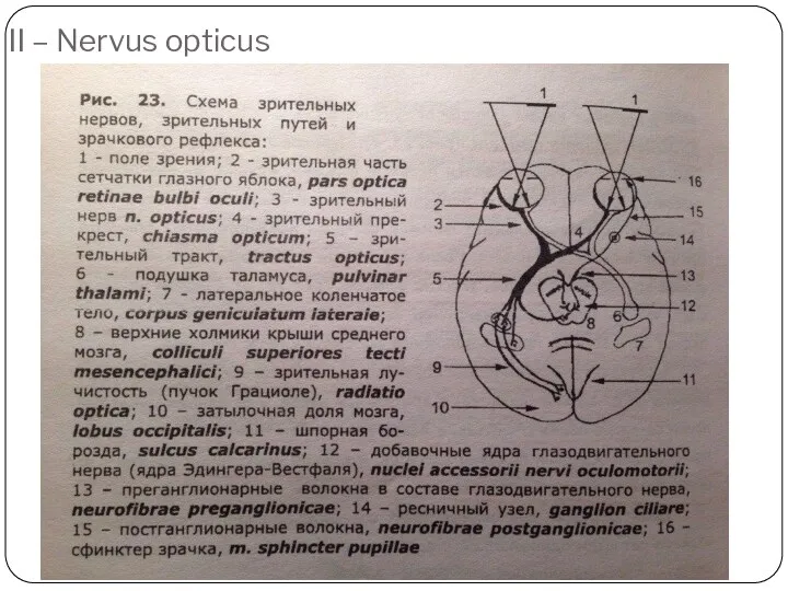 II – Nervus opticus