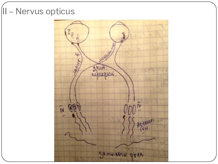 II – Nervus opticus