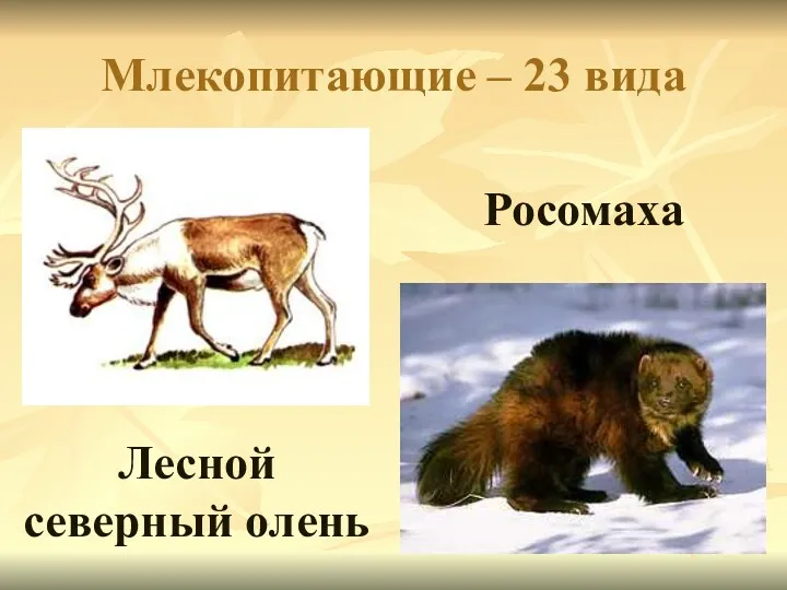 Млекопитающие – 23 вида Росомаха Лесной северный олень