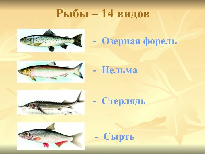 Рыбы – 14 видов - Озерная форель - Нельма - Стерлядь - Сырть
