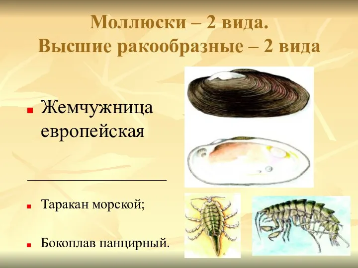 Моллюски – 2 вида. Высшие ракообразные – 2 вида Жемчужница европейская ____________________ Таракан морской; Бокоплав панцирный.