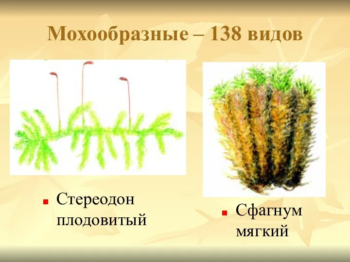 Мохообразные – 138 видов Стереодон плодовитый Сфагнум мягкий