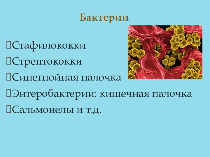 Стафилококки Стрептококки Синегнойная палочка Энтеробактерии: кишечная палочка Сальмонелы и т.д. Бактерии