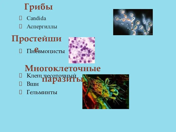 Candida Аспергиллы Пневмоцисты Клещ чесоточный Вши Гельминты Грибы Простейшие Многоклеточные паразиты