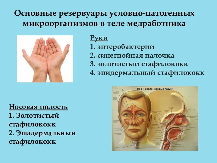 Руки 1. энтеробактерии 2. синегнойная палочка 3. золотистый стафилококк 4.