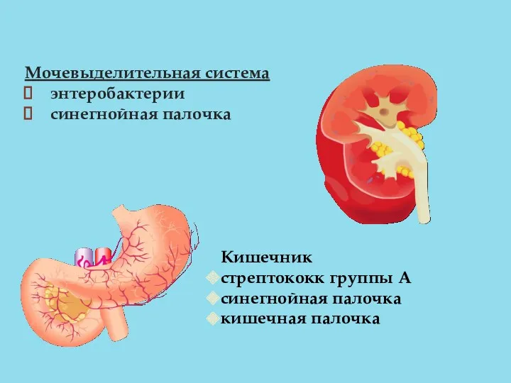 Мочевыделительная система энтеробактерии синегнойная палочка Кишечник стрептококк группы А синегнойная палочка кишечная палочка