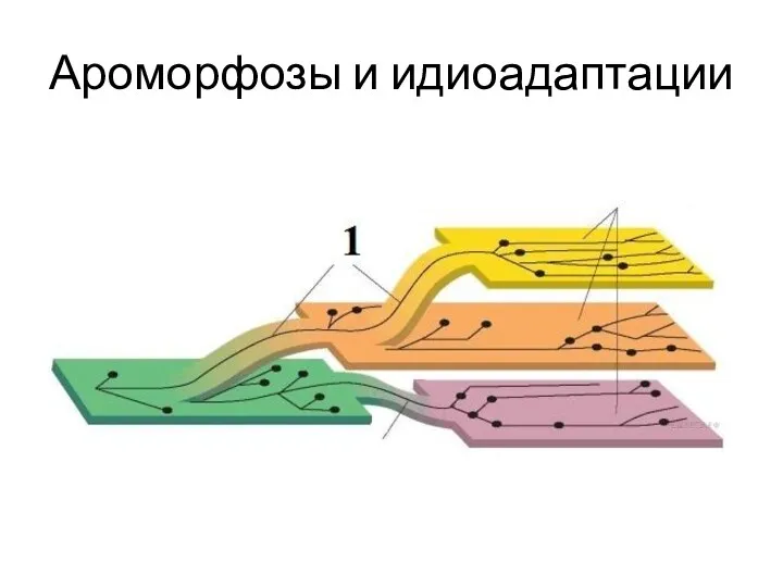 Ароморфозы и идиоадаптации