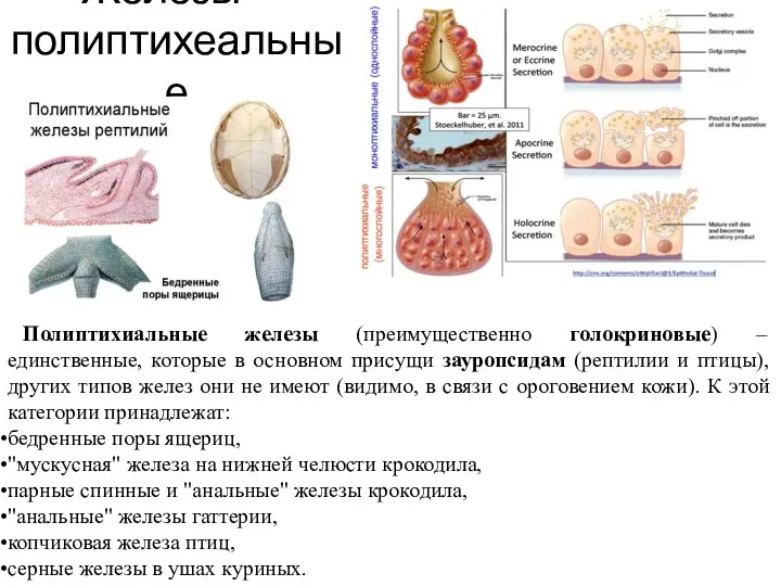 Железы – полиптихеальные Полиптихиальные железы (преимущественно голокриновые) – единственные, которые