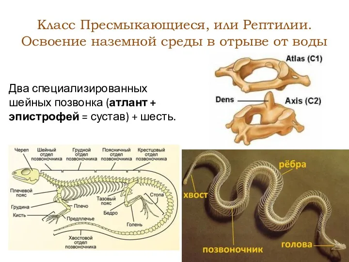 Класс Пресмыкающиеся, или Рептилии. Освоение наземной среды в отрыве от