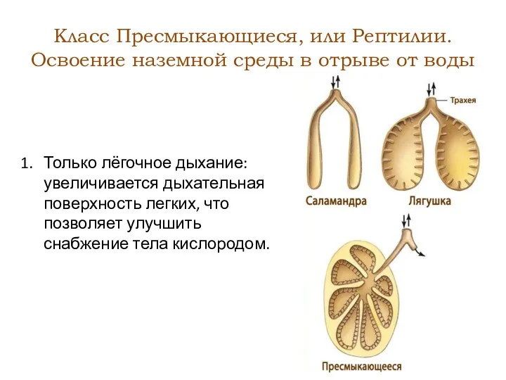 Класс Пресмыкающиеся, или Рептилии. Освоение наземной среды в отрыве от