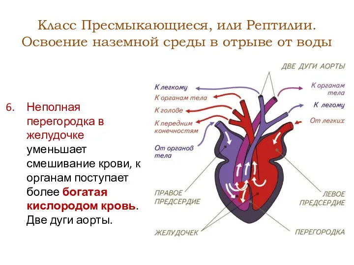 Класс Пресмыкающиеся, или Рептилии. Освоение наземной среды в отрыве от