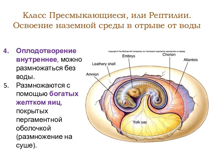 Класс Пресмыкающиеся, или Рептилии. Освоение наземной среды в отрыве от