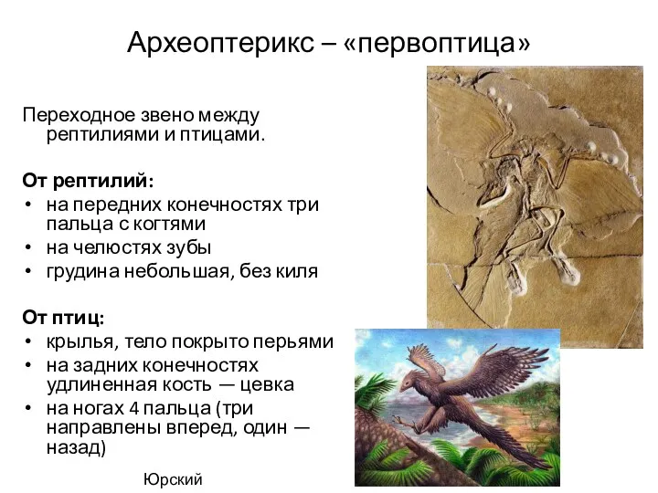 Археоптерикс – «первоптица» Переходное звено между рептилиями и птицами. От