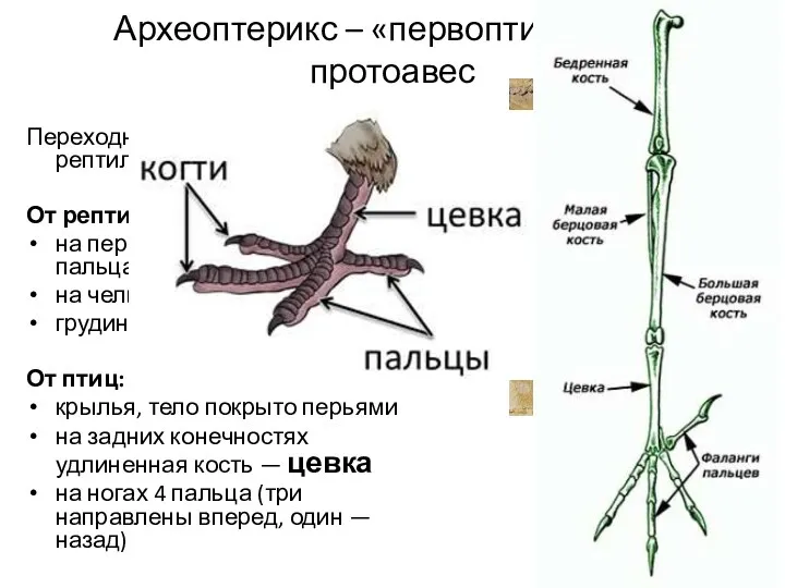 Археоптерикс – «первоптица», или протоавес Переходное звено между рептилиями и