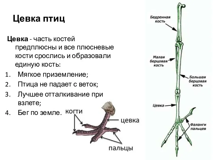 Цевка птиц Цевка - часть костей предплюсны и все плюсневые