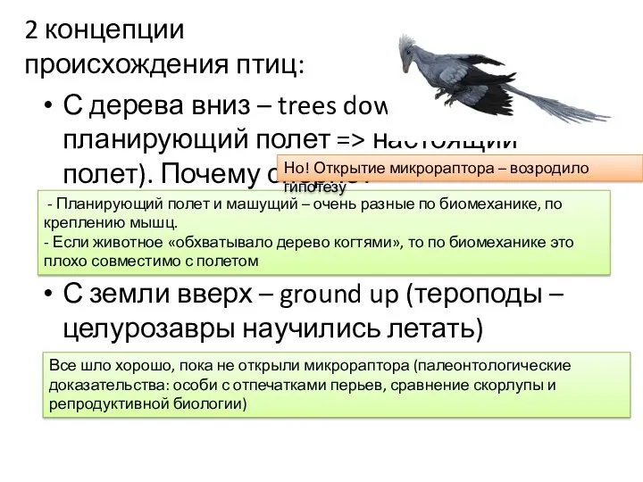 2 концепции происхождения птиц: С дерева вниз – trees down