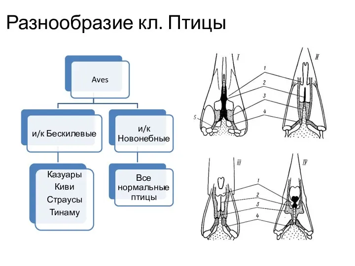 Разнообразие кл. Птицы