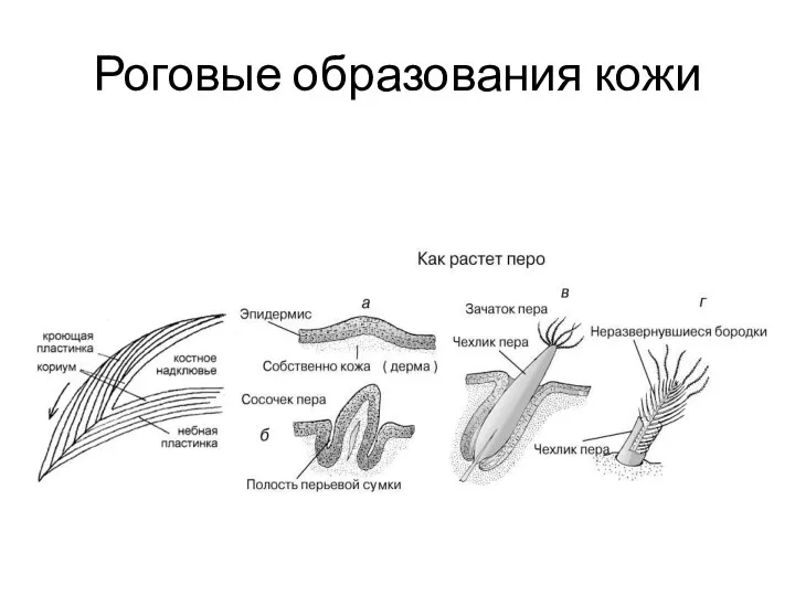 Роговые образования кожи