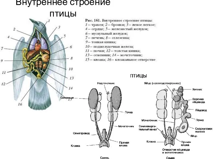 Внутреннее строение птицы