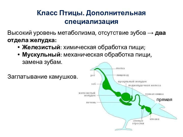 Класс Птицы. Дополнительная специализация Высокий уровень метаболизма, отсутствие зубов →