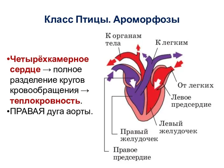 Класс Птицы. Ароморфозы Четырёхкамерное сердце → полное разделение кругов кровообращения → теплокровность. ПРАВАЯ дуга аорты.