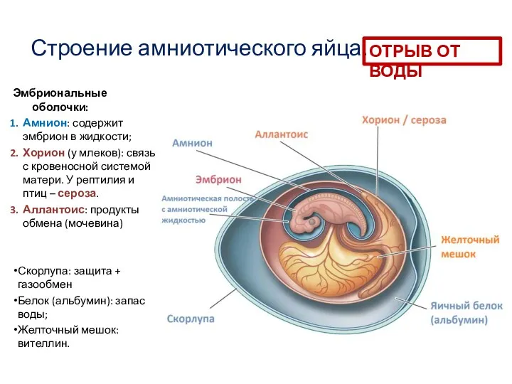 Строение амниотического яйца. Эмбриональные оболочки: Амнион: содержит эмбрион в жидкости;