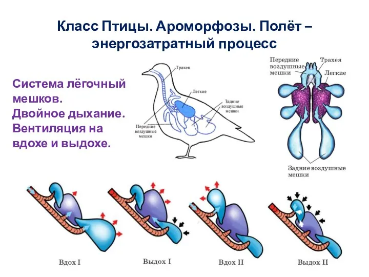 Класс Птицы. Ароморфозы. Полёт – энергозатратный процесс Система лёгочный мешков.