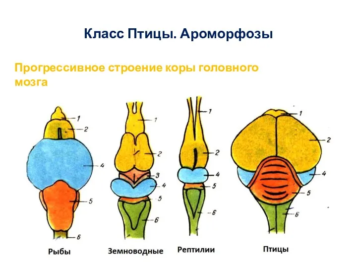 Класс Птицы. Ароморфозы Прогрессивное строение коры головного мозга