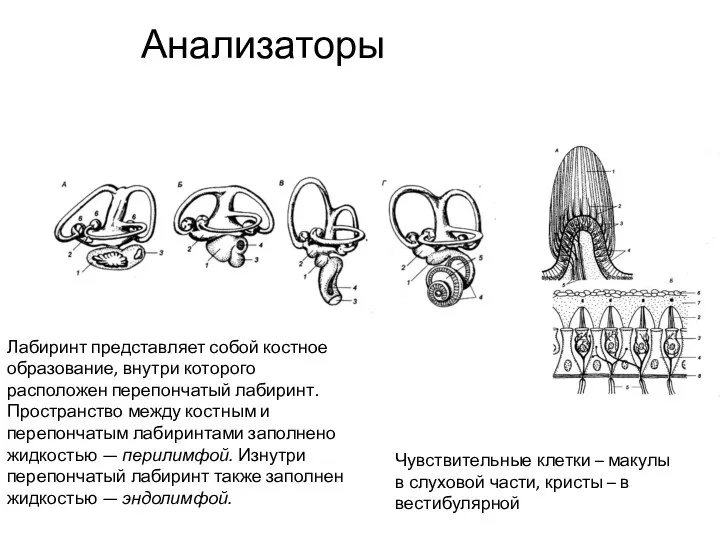 Анализаторы Лабиринт представляет собой костное образование, внутри которого расположен перепончатый