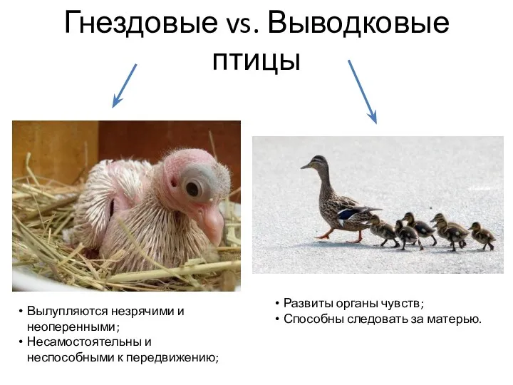 Гнездовые vs. Выводковые птицы Вылупляются незрячими и неоперенными; Несамостоятельны и