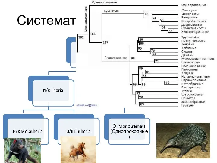 Систематика млекопитающих