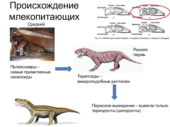 Происхождение млекопитающих Пеликозавры – самые примитивные синапсиды Терапсиды – звеероподобные