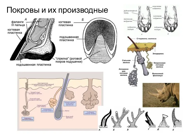 Покровы и их производные