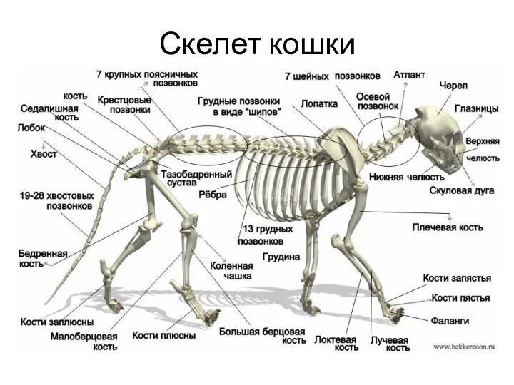 Скелет кошки