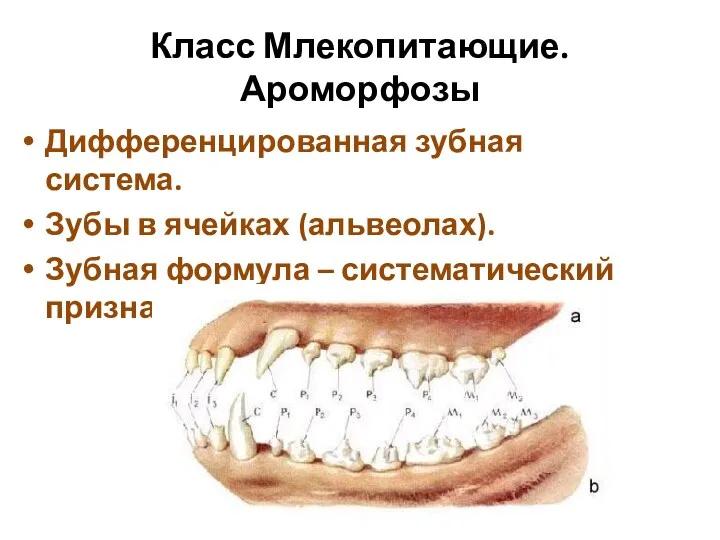 Класс Млекопитающие. Ароморфозы Дифференцированная зубная система. Зубы в ячейках (альвеолах). Зубная формула – систематический признак.