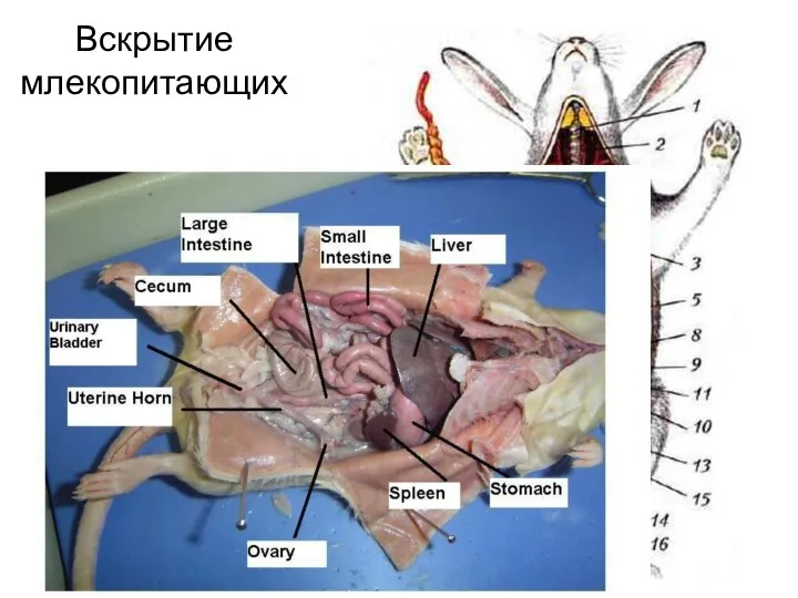 Вскрытие млекопитающих