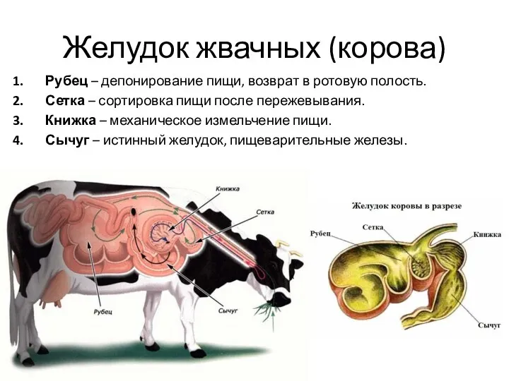 Желудок жвачных (корова) Рубец – депонирование пищи, возврат в ротовую