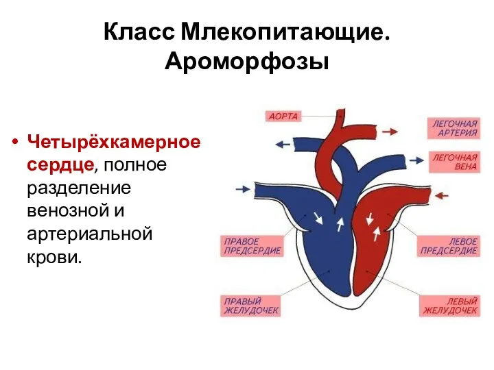 Класс Млекопитающие. Ароморфозы Четырёхкамерное сердце, полное разделение венозной и артериальной крови.
