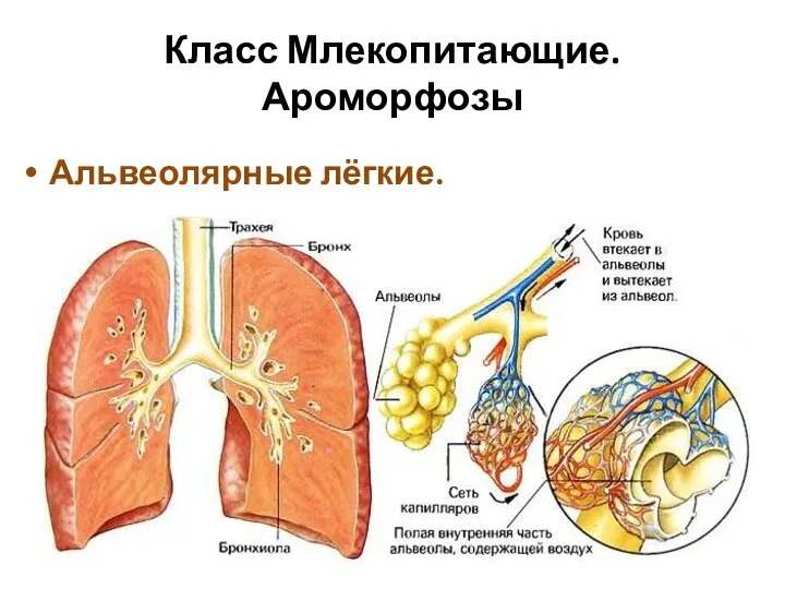 Класс Млекопитающие. Ароморфозы Альвеолярные лёгкие.