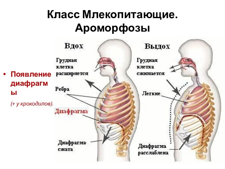 Класс Млекопитающие. Ароморфозы Появление диафрагмы (+ у крокодилов).